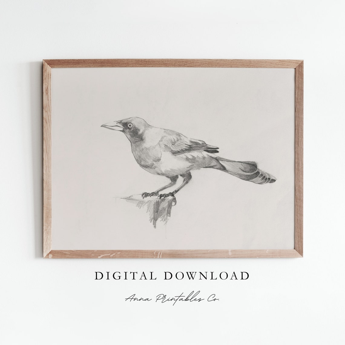 Jay Bird Pencil Sketch Minimalist Wildlife Art Drawing Print