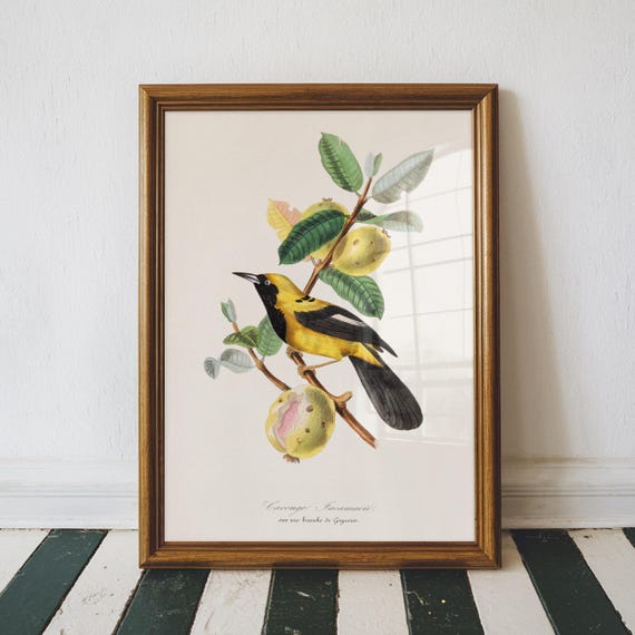 Tropical Bird Vintage Print Poster Antique Animal Painting Wall Art Decor Illustration Home