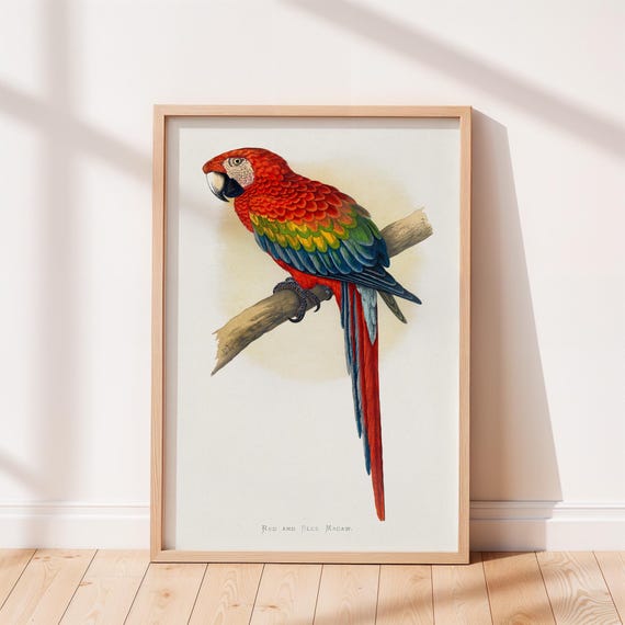 Red And Blue Macaw Vintage Print Bird Poster Antique Animal Painting Wall Art Decor Illustration