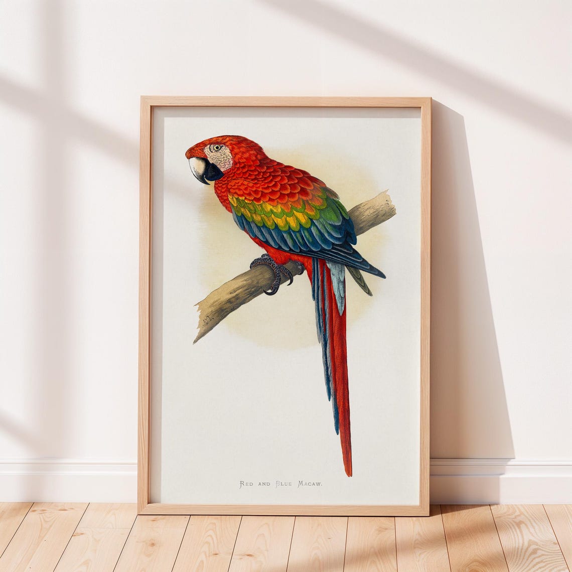 Red and Blue Macaw Vintage Parrot Illustration Gallery Art Poster