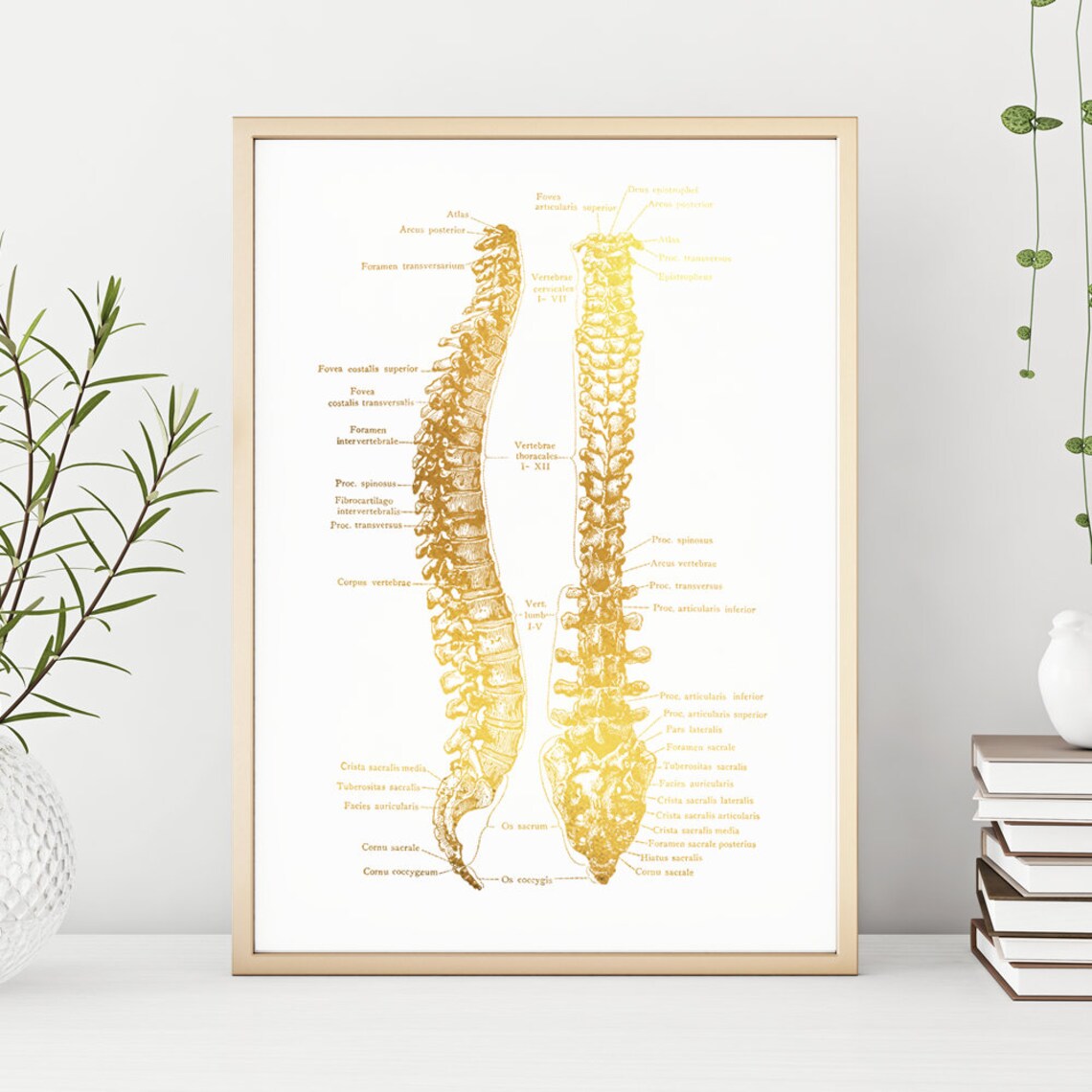 Gold Foil Human Spine Anatomy Chiropractic Vertebral Column Art Print - Image 3