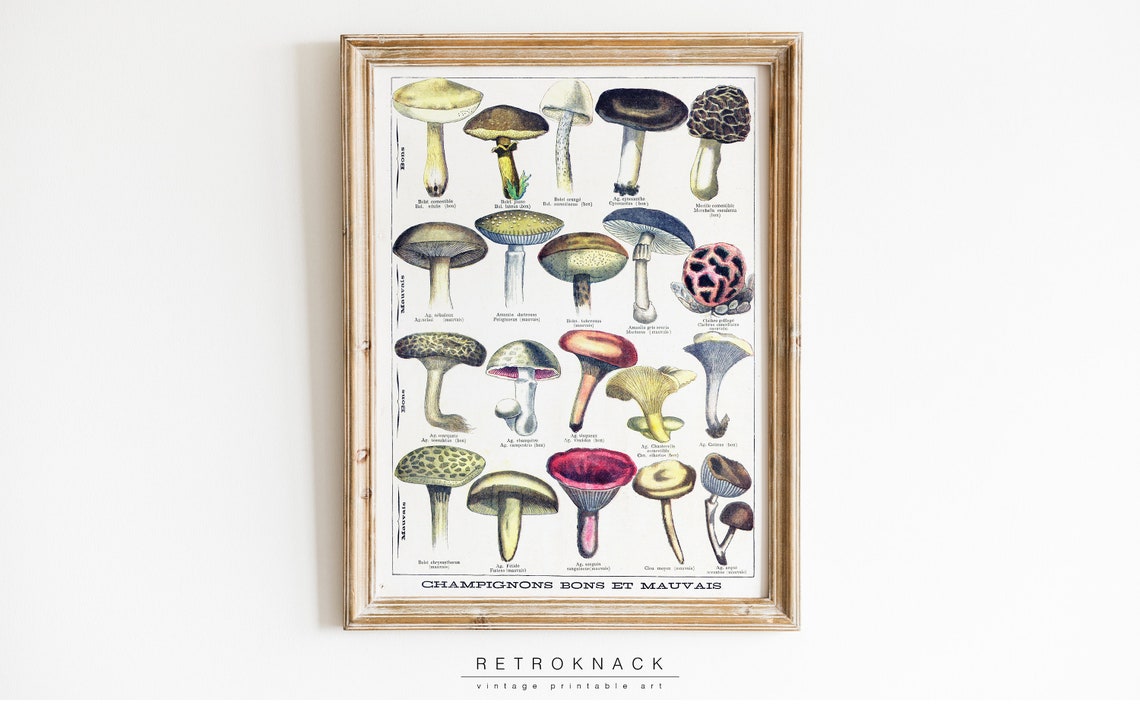 French Mushrooms Edible Poisonous Champignons Vintage Chart Poster - Image 2