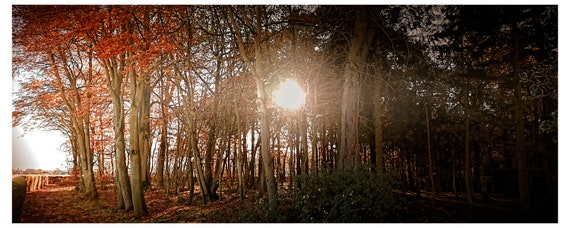 Red Forest Photographic Print