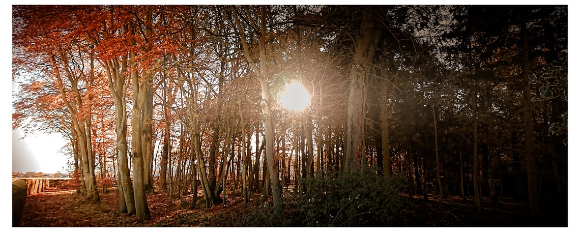 Red Forest Autumn Sunlight Panoramic Photography Nature Art Print