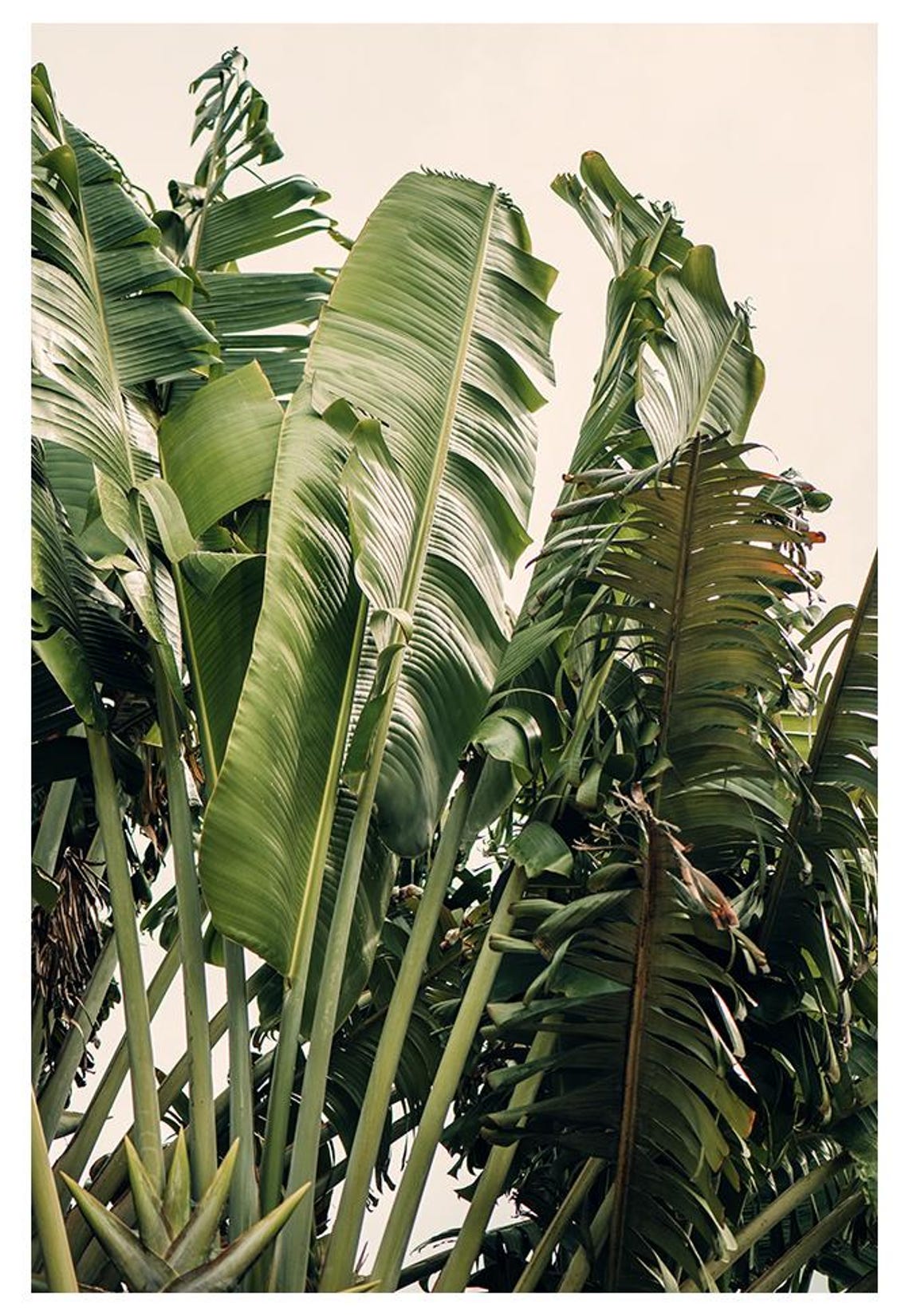 Tropical Botanical Photograph, Palm Tree Art