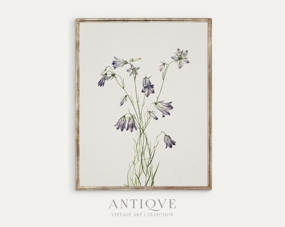 Vintage Floral - Botanical Print