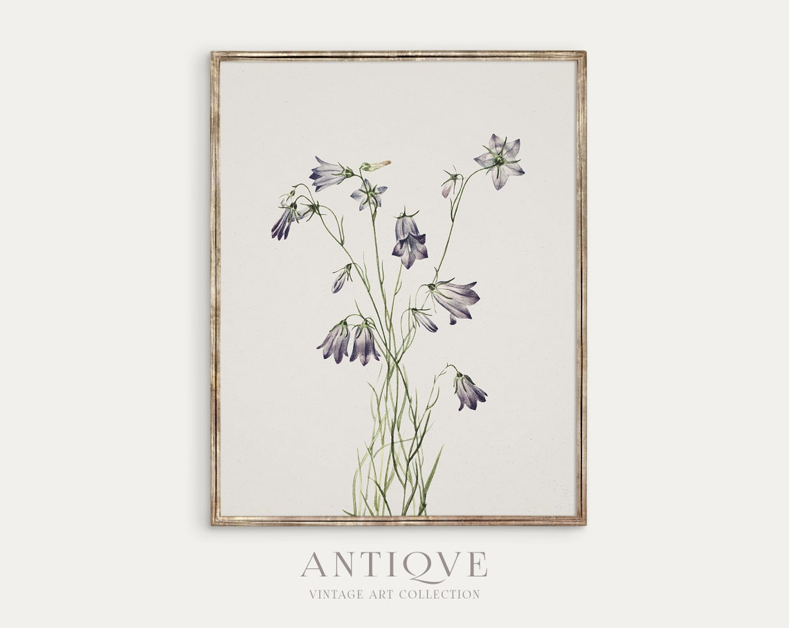 Vintage Floral - Botanical Print