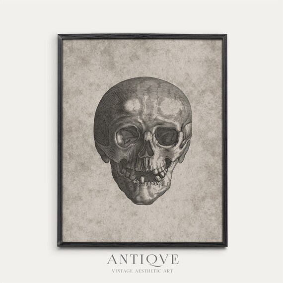 Antique Anatomical Skull Engraving Vintage Science Illustration Print
