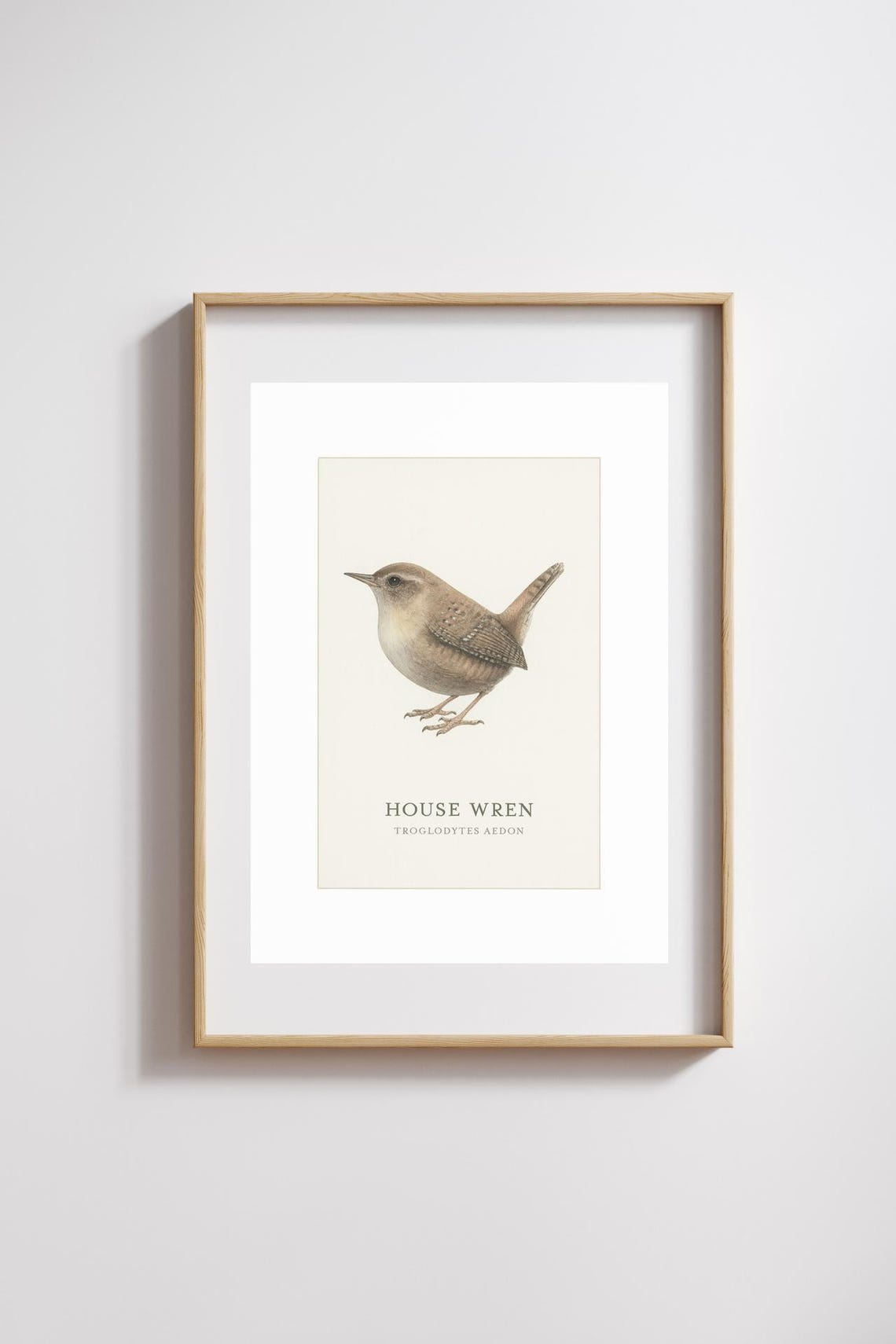 House Wren Troglodytes Aedon Vintage Bird Illustration Poster