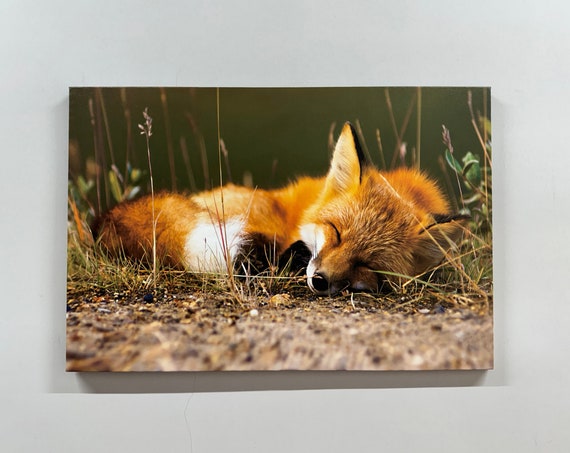 Sleeping Fox Canvas Art Gold Frame Animal Wall Decor