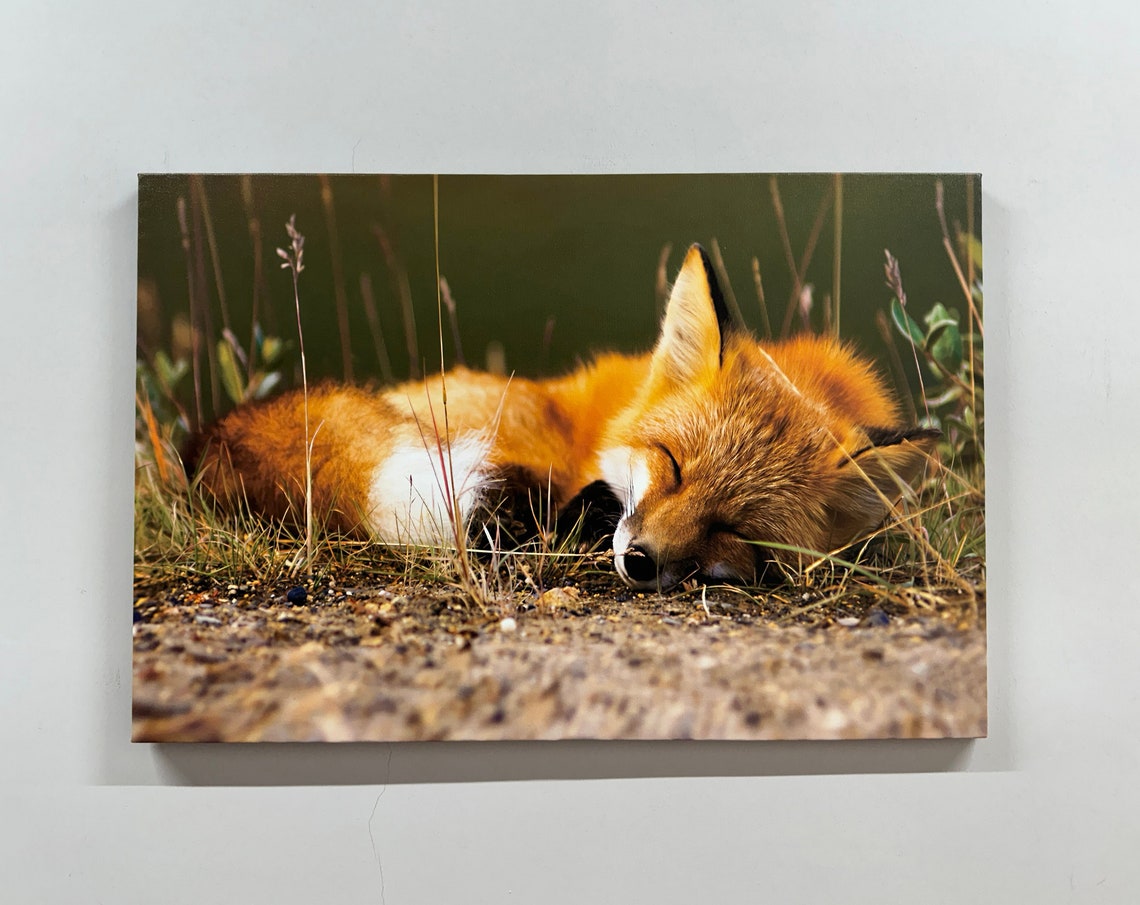Sleeping Fox Canvas Art Gold Frame Animal Wall Decor