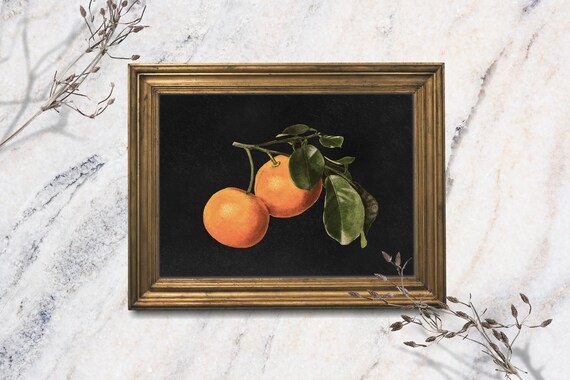 Moody Clementine Orange Branch Still Life Citrus Fruit Botanical Art Print