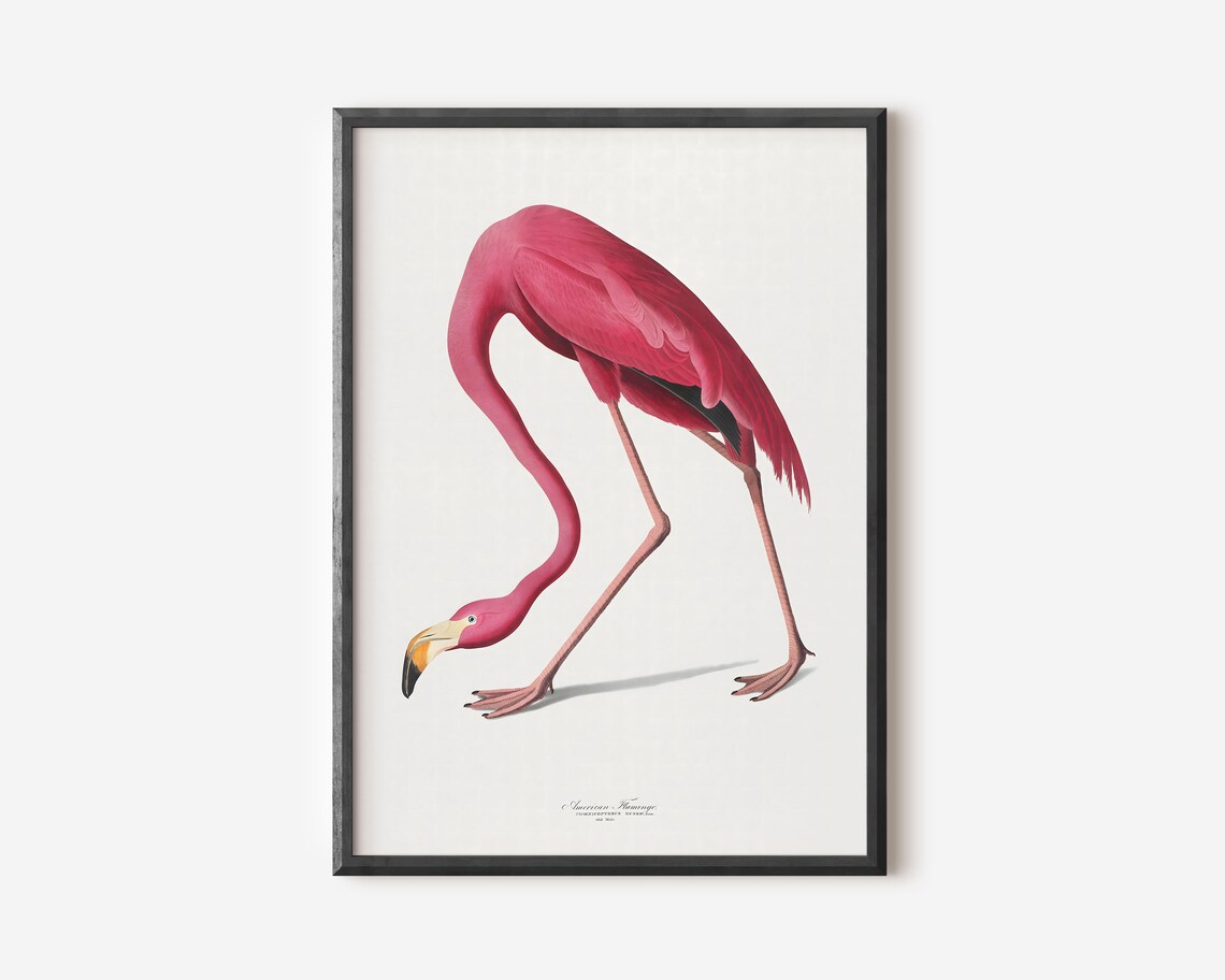 John Audubon Vintage Exhibition Art Print