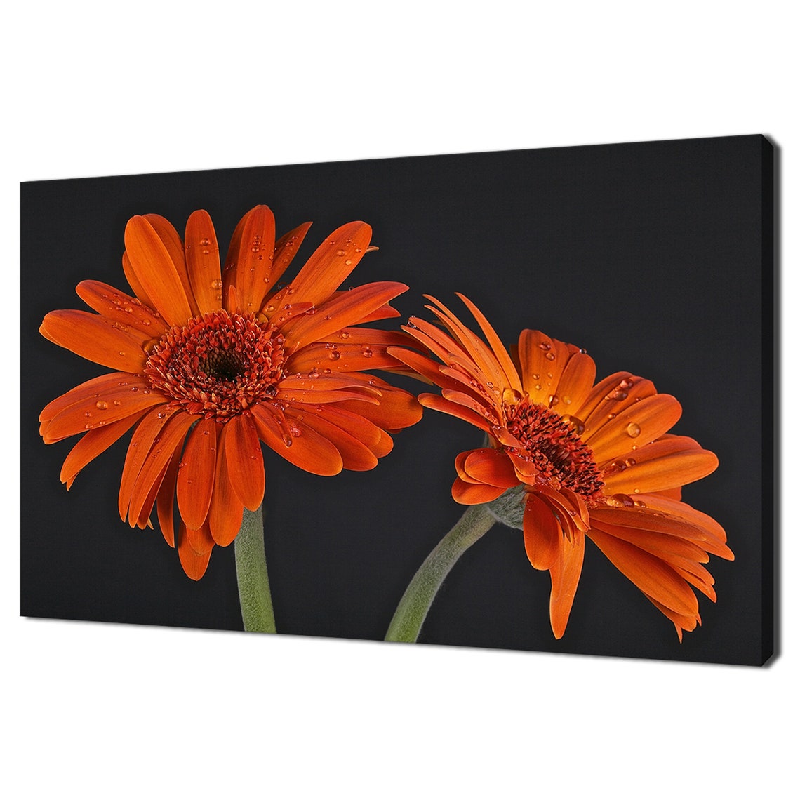 Two Orange Gerbera Daisies Water Drops Black Background Floral Poster