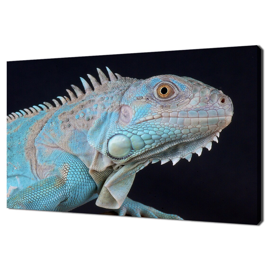 Blue Iguana Lizard Close Up Portrait Turquoise Scales Reptile Art Print