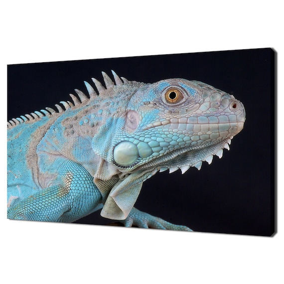 Blue Iguana Lizard Close Up Portrait Turquoise Scales Reptile Art Print