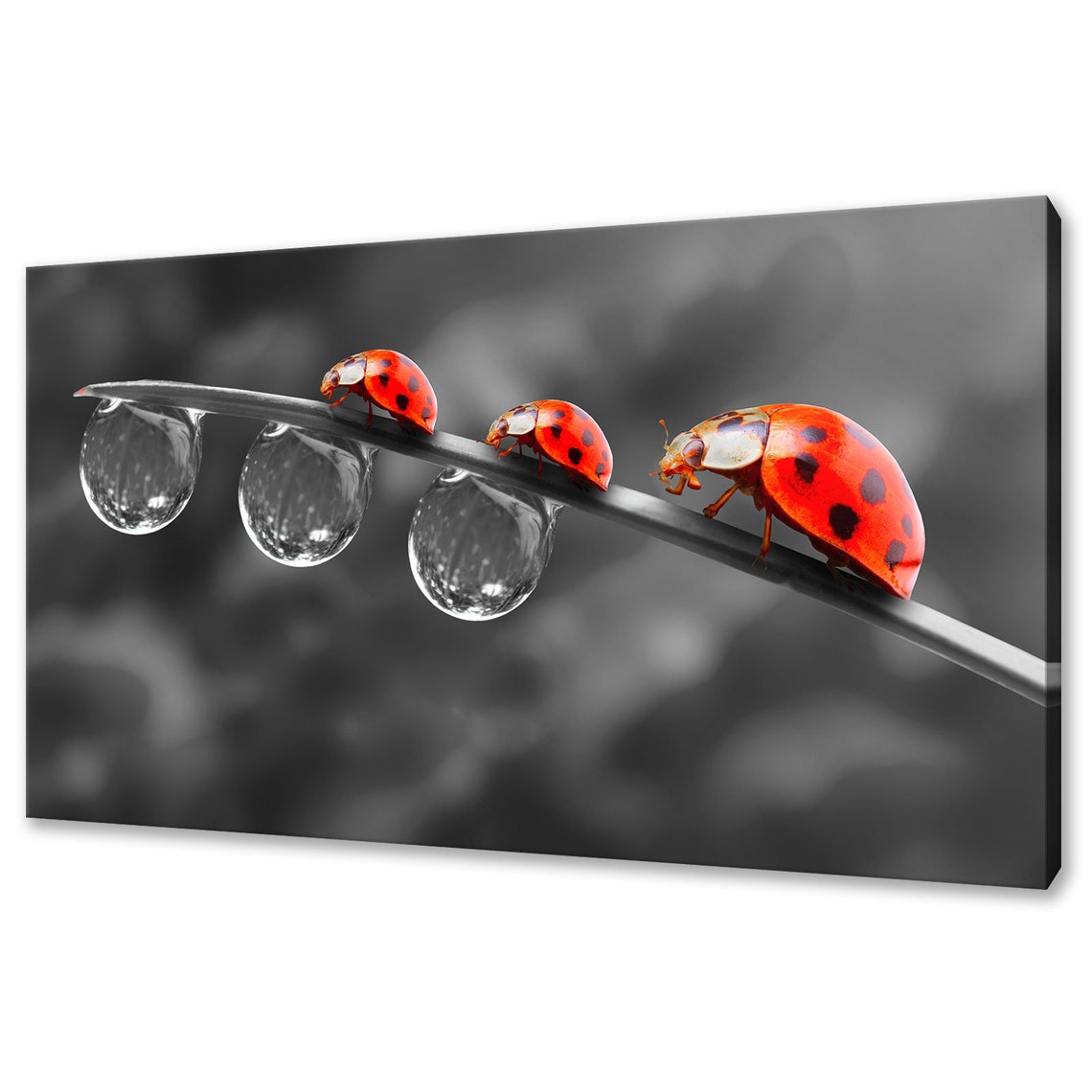 Beautiful Ladybirds Ladybugs Family On A Dewy Grass Modern Design Home Decor Print Wall Art Picture