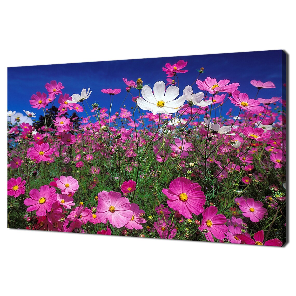 Pink White Cosmos Flower Field Bright Blue Sky Summer Meadow Wall Art