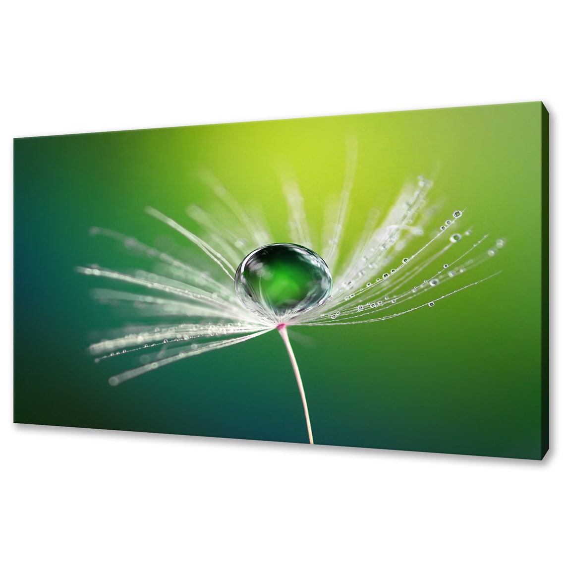 Dew Drop Dandelion Seed Macro Green Nature Photography Close Up Poster