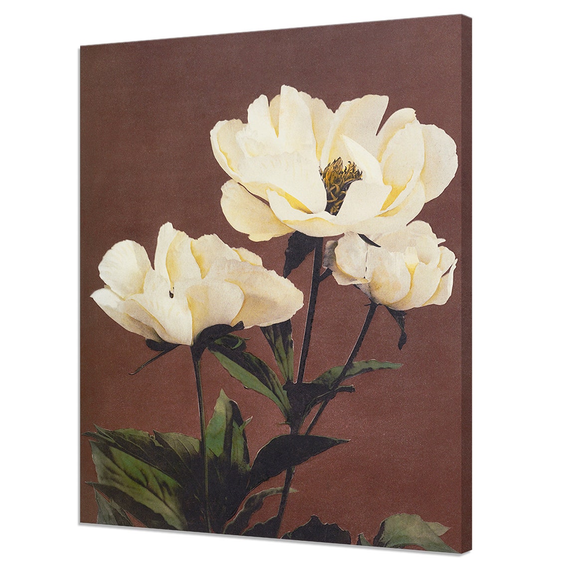 White Herbaceous Peony Flowers Brown Vintage Botanical Art Print