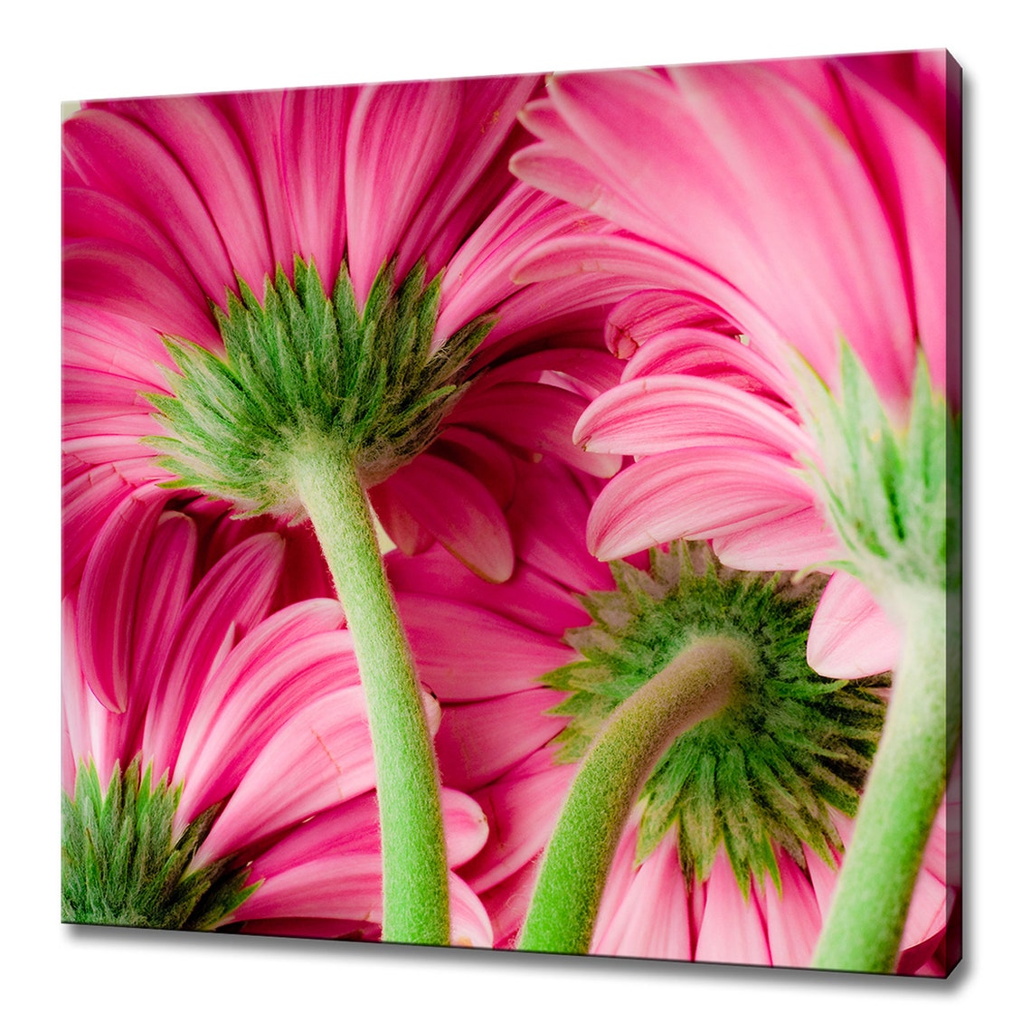 Bright Pink Gerbera Daisy Flowers Back View Botanical Floral Poster
