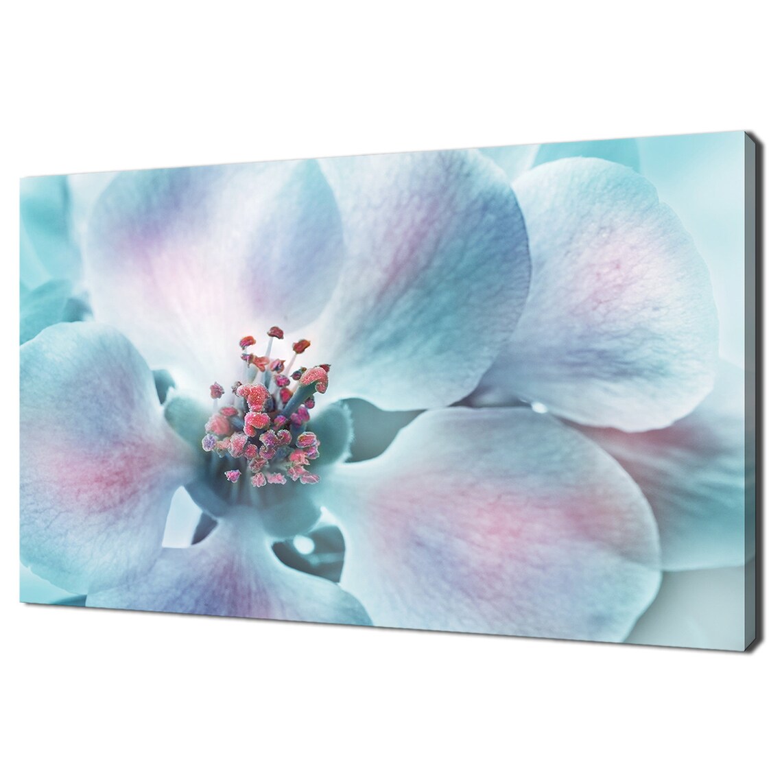 Japanese Quince Flower Pastel Blue Pink Macro Floral Wall Art Poster