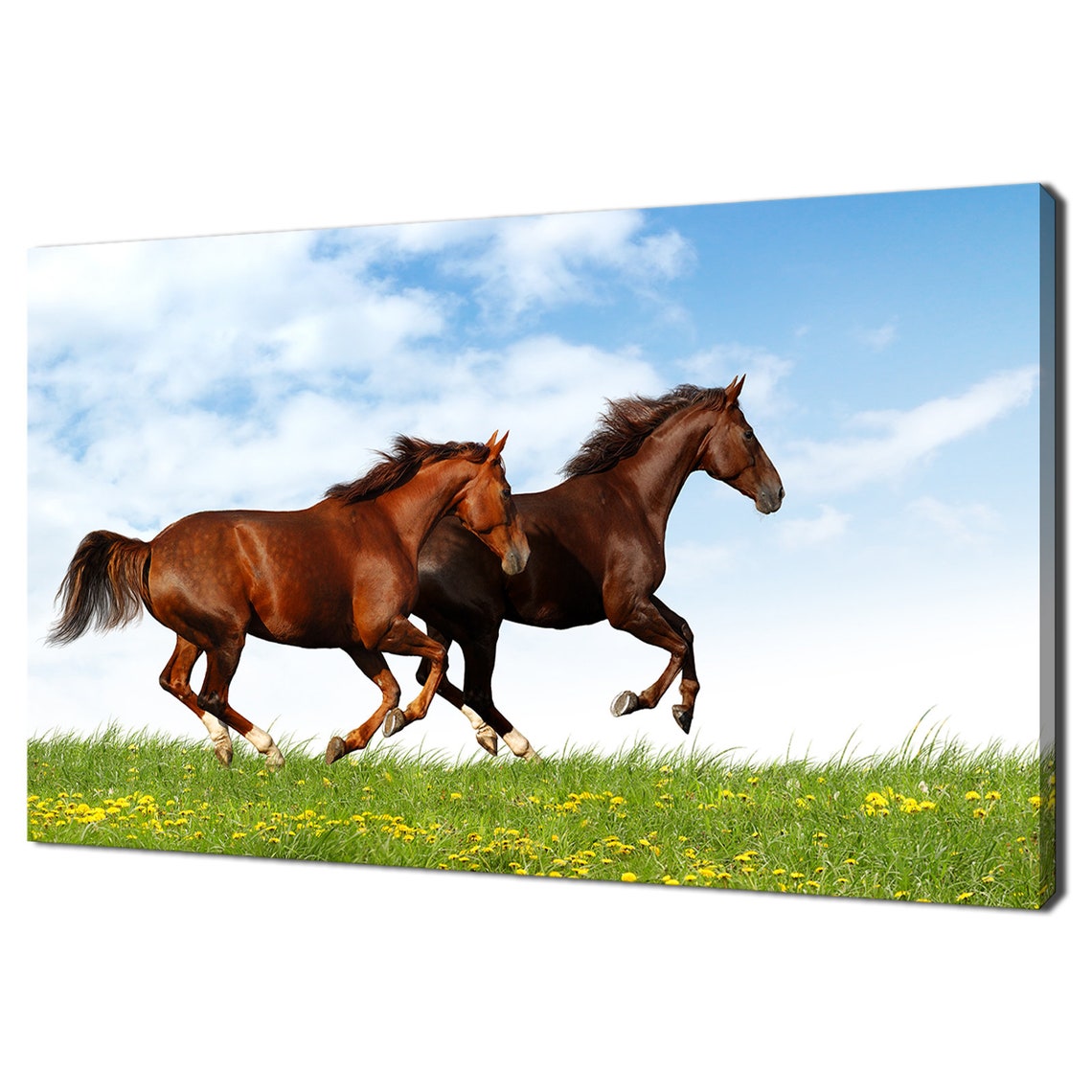 Two Brown Horses Galloping Green Meadow Yellow Flowers Blue Sky Poster