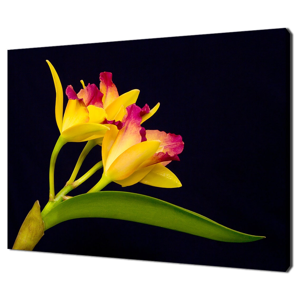 Yellow Orchid Magenta Tips Black Background Floral Art Print