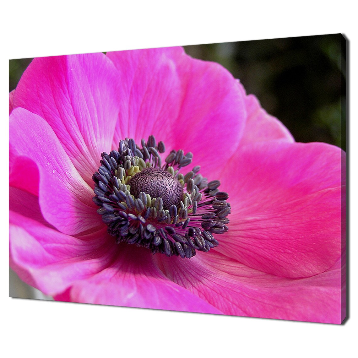 Bright Pink Anemone Flower Macro Close Up Bloom Botanical Wall Art