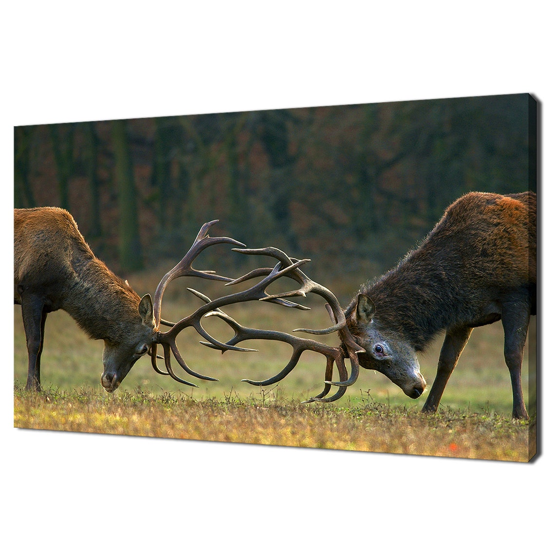 Red Deer Stags Locking Antlers Fighting On Meadow Photo Print