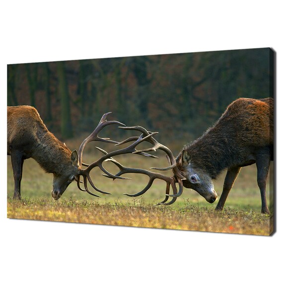 Red Deer Stags Locking Antlers Fighting On Meadow Photo Print