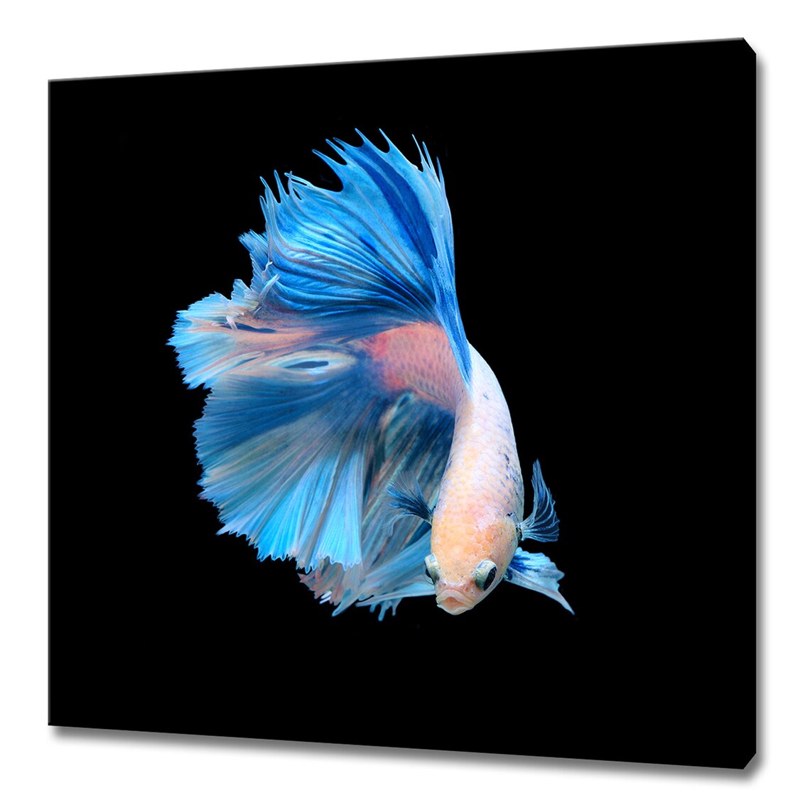 Siamese Fighting Fish Modern Design Art Print