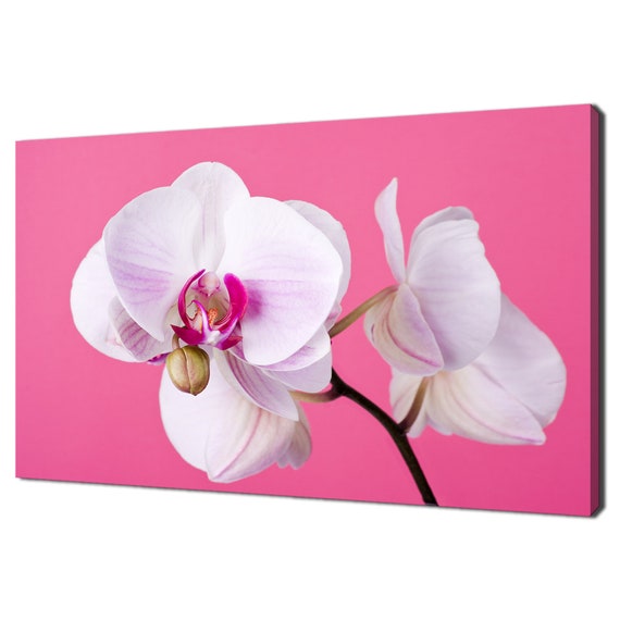 Beautiful White Moth Orchid Flower Pink Modern Floral Design Home Decor Print Wall Art Picture