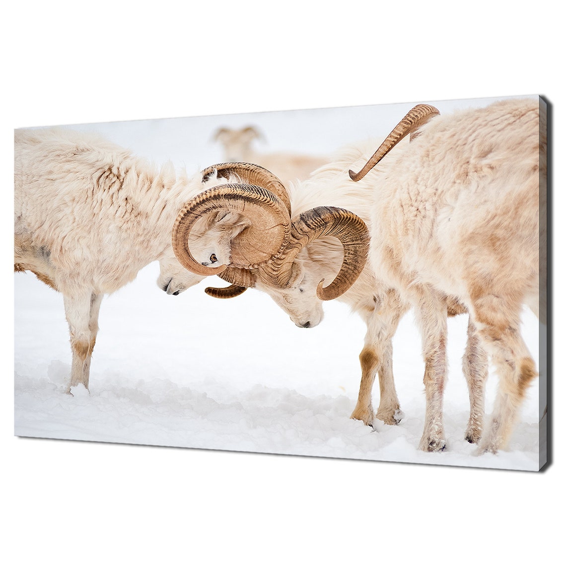Dall Sheep Rams Butting Horns Snow Mountain Wildlife Wall Art Print