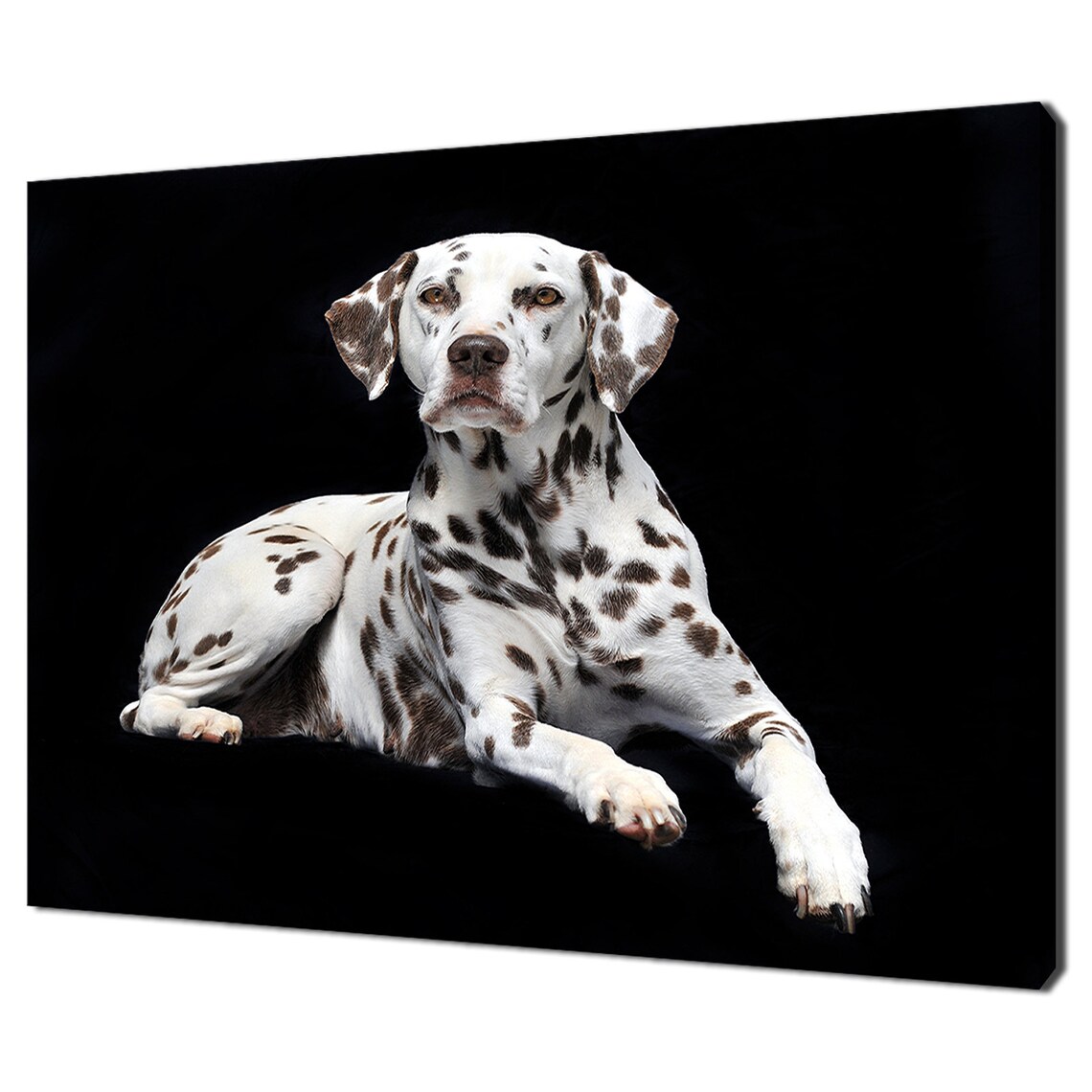 Dalmatian Dog Studio Portrait On Black Elegant Spotted Pet Photo Print