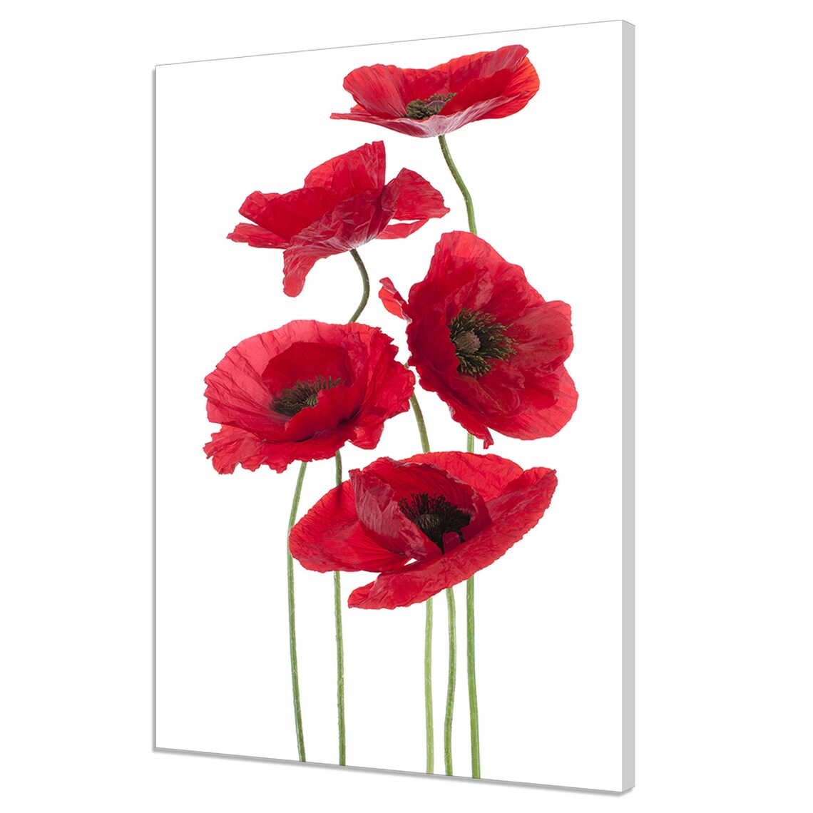 Five Red Poppies Flowers On White Background Bright Floral Art Poster