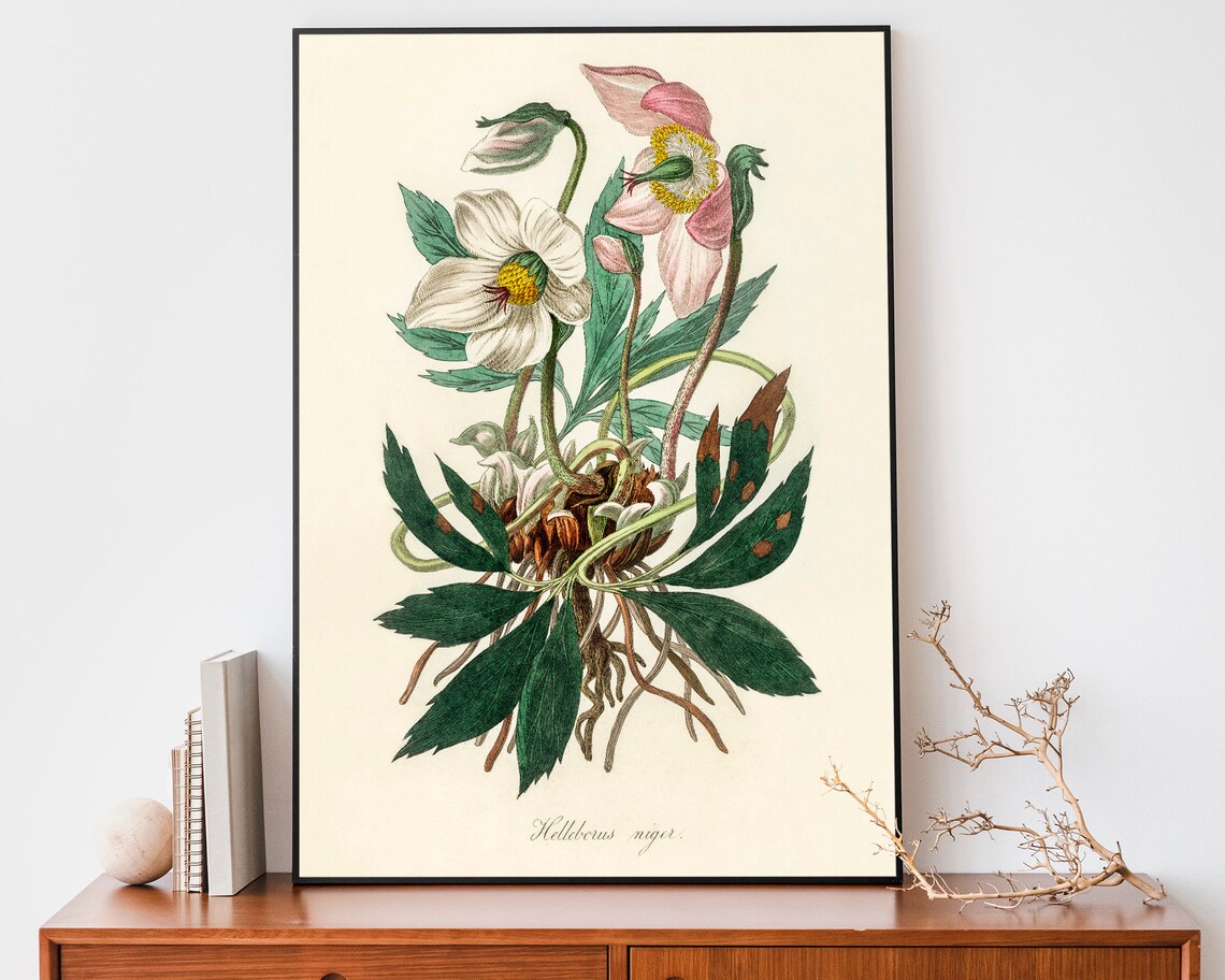 Helleborus Niger Christmas Rose Botanical Flower Engraving Poster