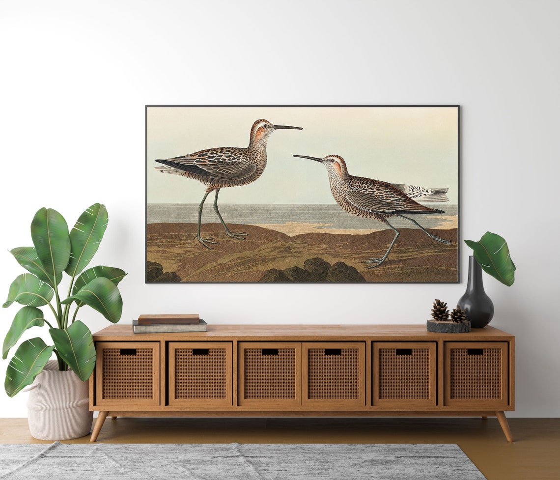 Vintage Sandpipers Shorebird Engraving on Rocky Shore Poster - Image 4