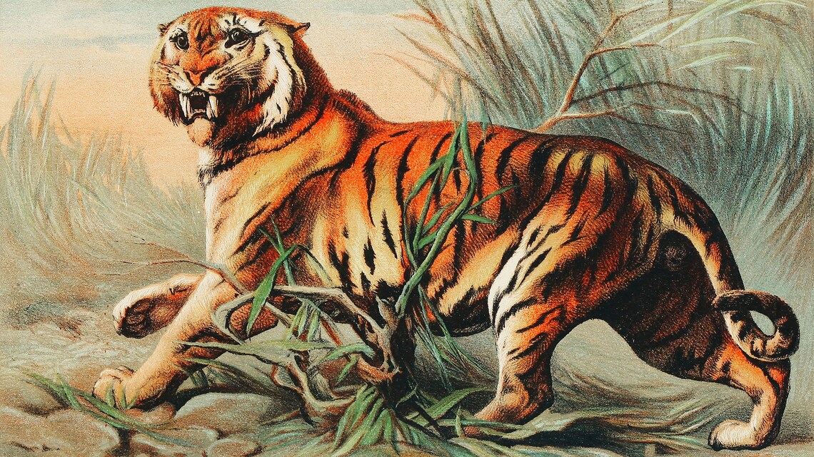 Vintage Bengal Tiger Antique Illustration Snarling Wild Cat Jungle Print - Image 3