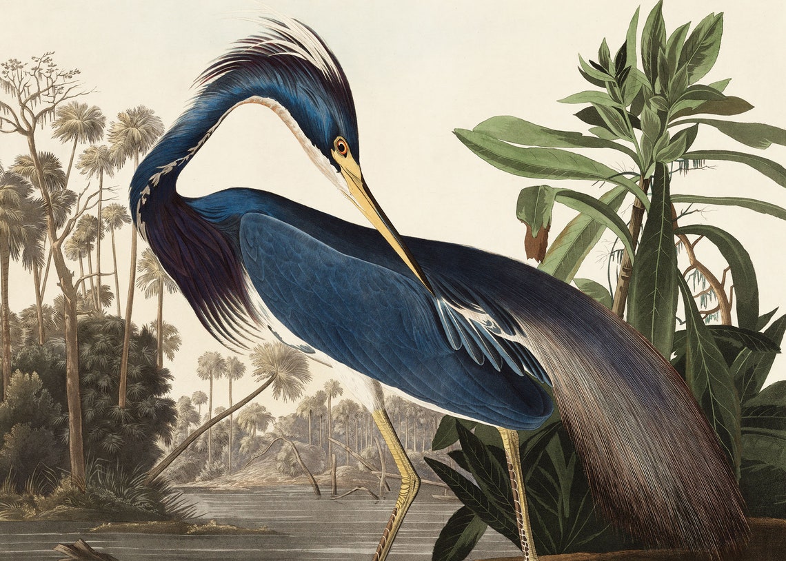 Blue Heron by John James Audubon Vintage Bird Illustration Poster - Image 2