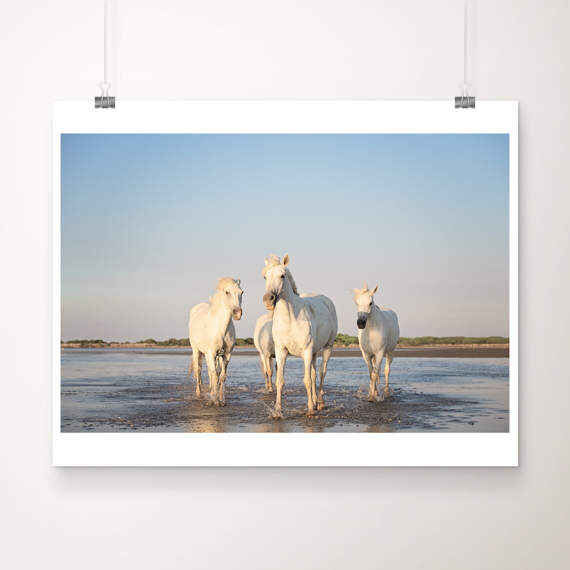 White Camargue Horses Shallow Water Fine Art Photography Poster