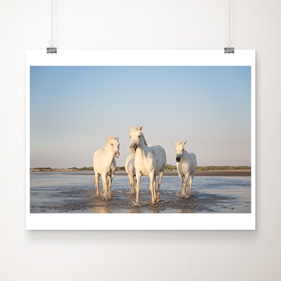 Camargue Horses Sunset Print Equine Fine Art Photography