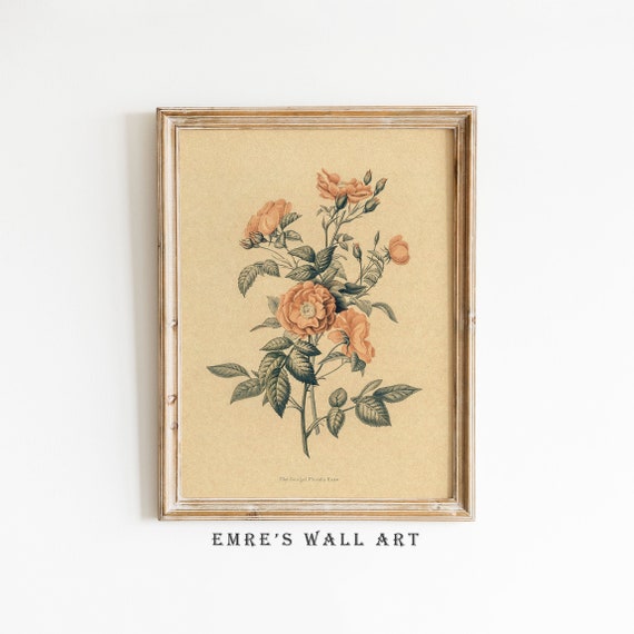 Vintage Botanical Rose Drawing Art Print