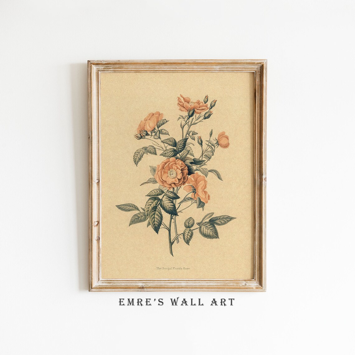 Vintage Botanical Rose Drawing Art Print