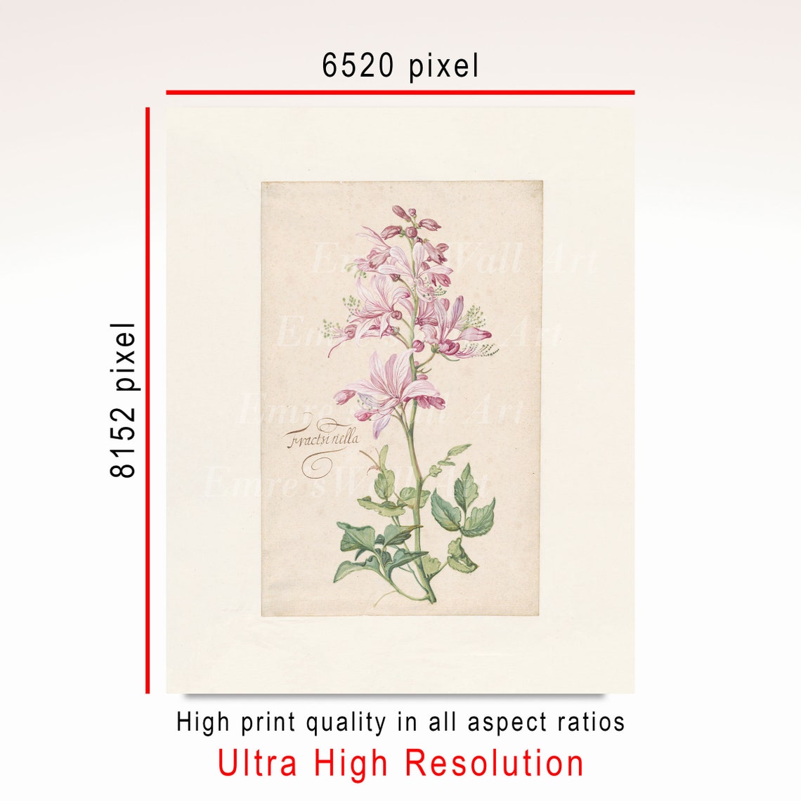 Pink Fraxinella Flower Vintage Botanical Engraving Floral Poster - Image 3