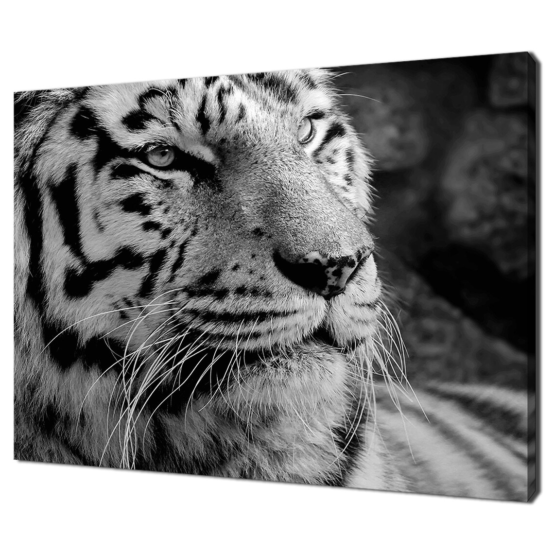 Majestic White Tiger Portrait Black And White Wild Animal Photo Poster