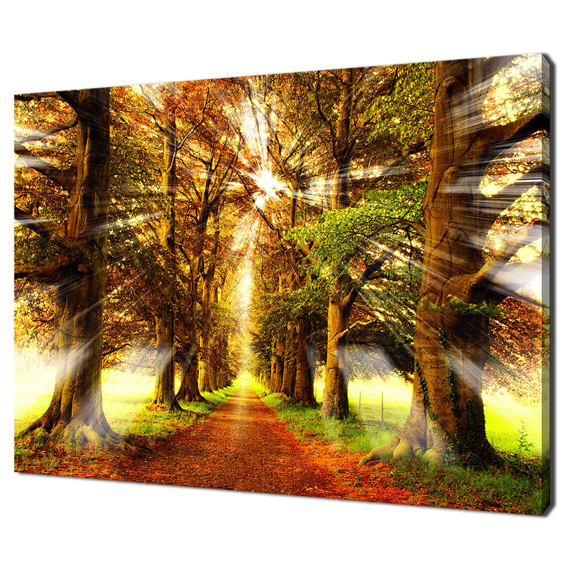 Radiant Clear Sunrays In The Woods Trees Forest Modern Design Home Decor Print Wall Art Picture