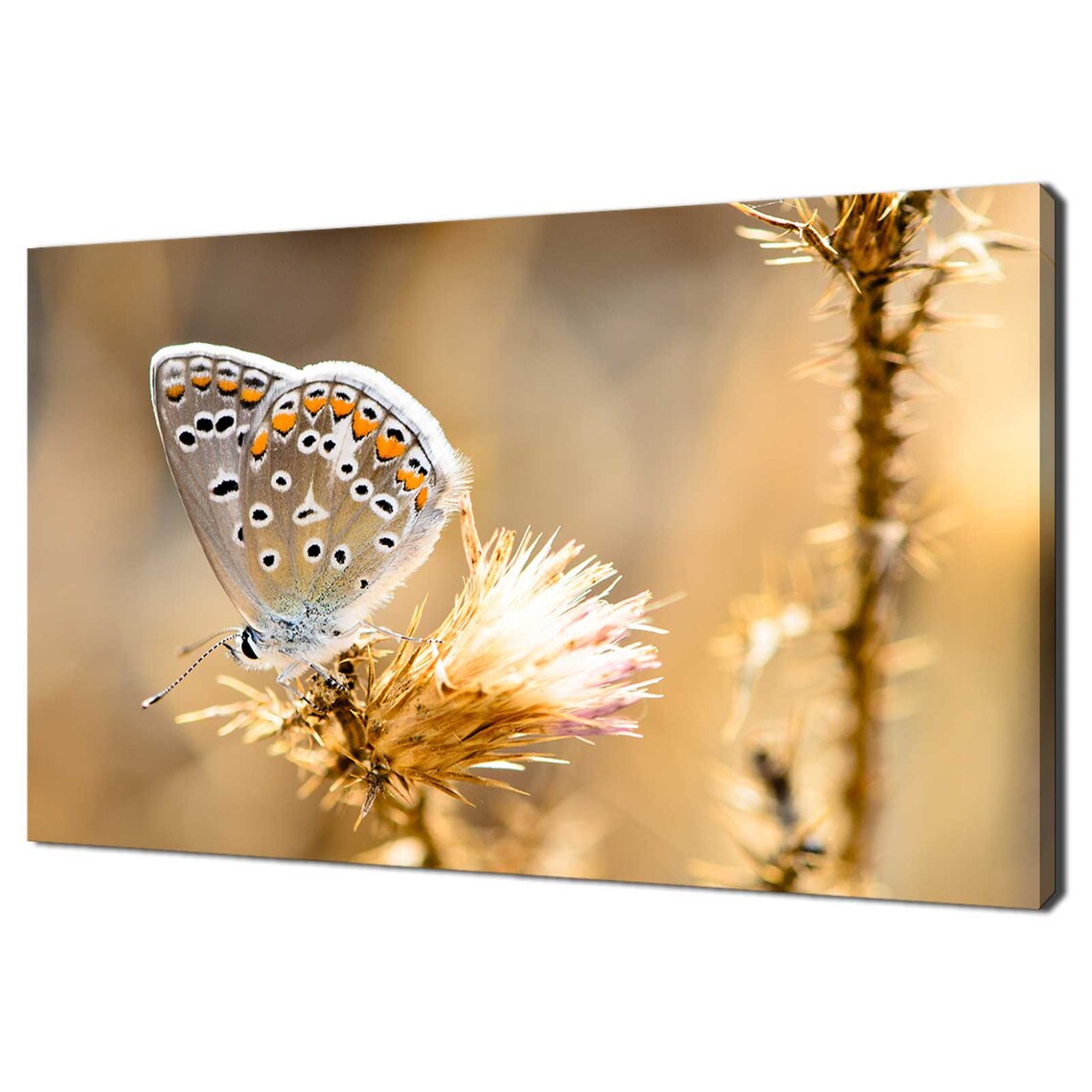 Spotted Butterfly Perched Golden Thistle Macro Photography Print