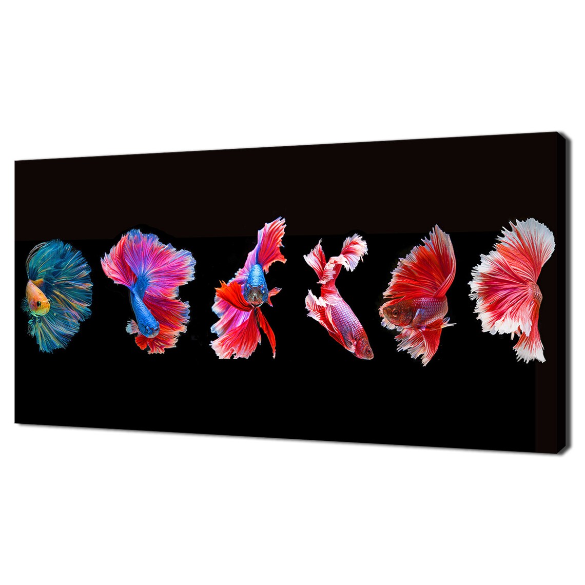 Siamese Fighitng Fish Betta Collection Colourful Modern Design Home Decor Print Wall Art Picture