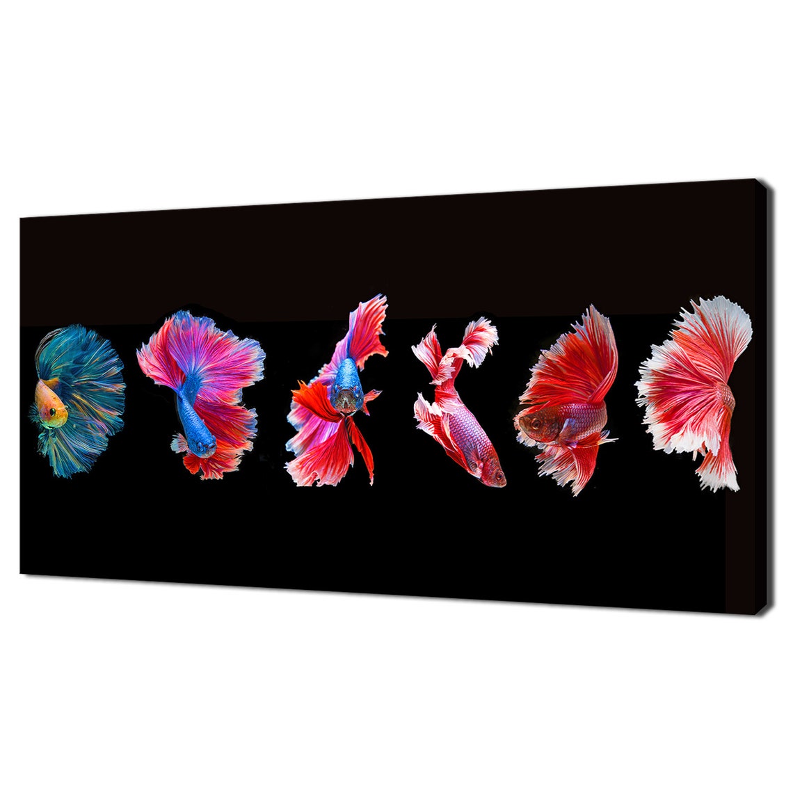 Vibrant Betta Siamese Fighting Fish Collection Black Background Poster
